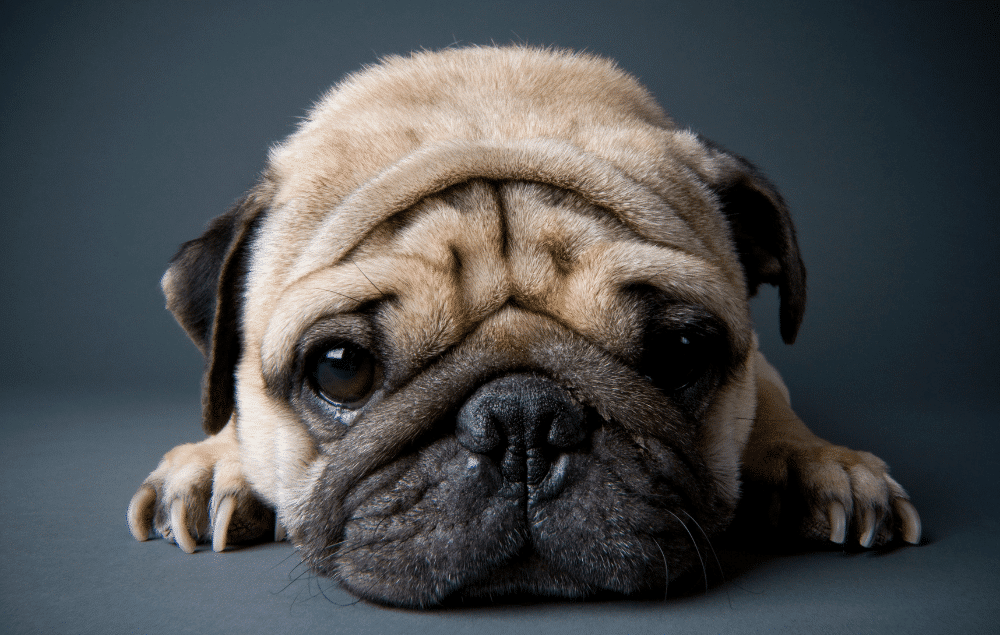 plaque buildup in dogs (short nose)