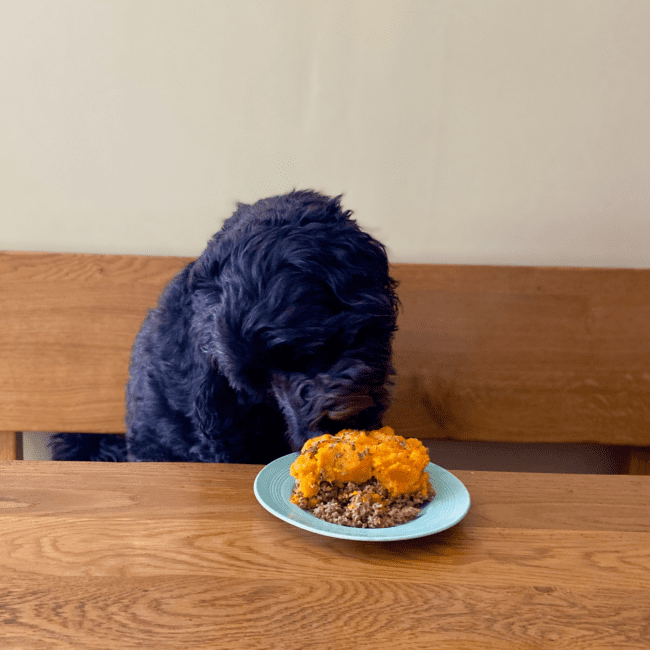 Dog eating shepherd's pie for dogs