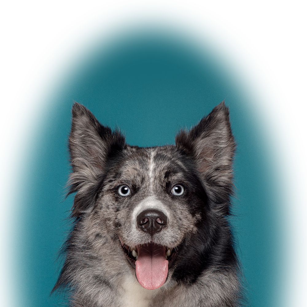 dog_left