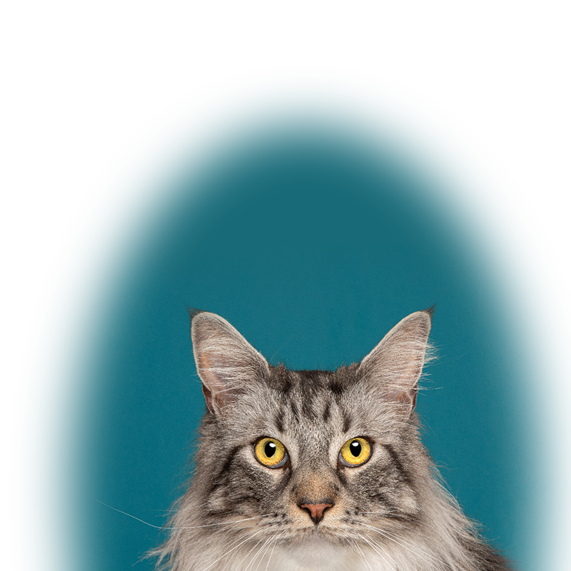 cat_right