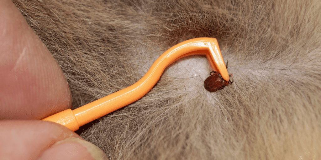 tick hook removing a tick