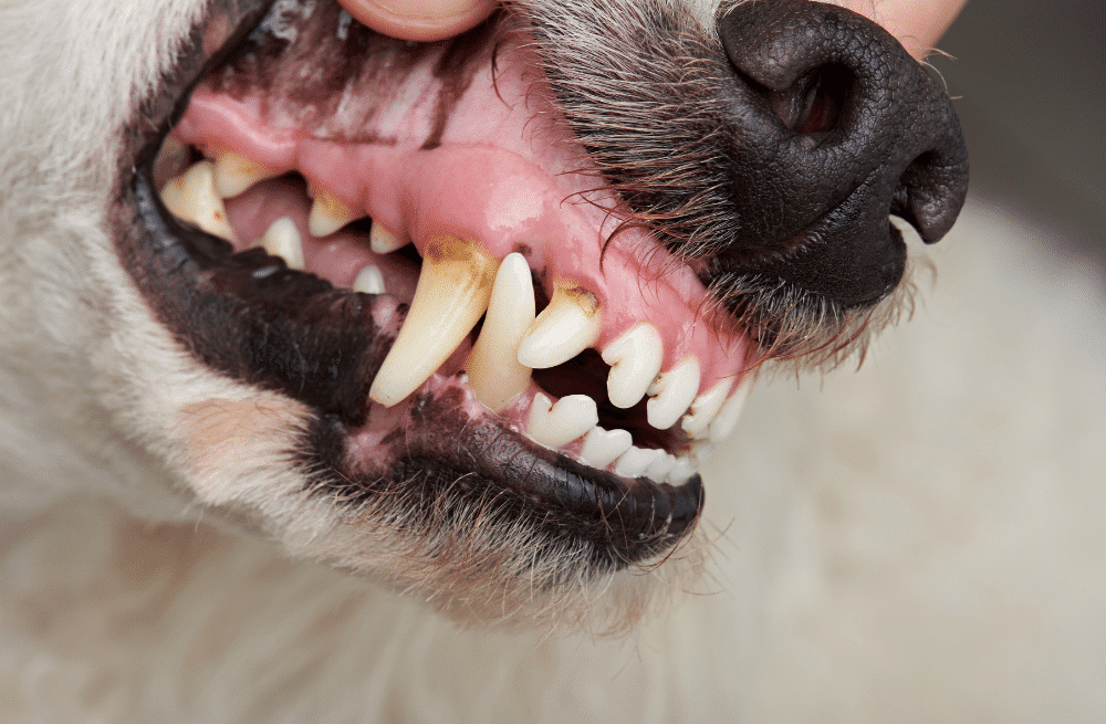 Dog periodontal disease