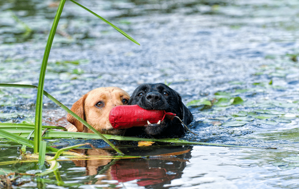 Dogs swimming