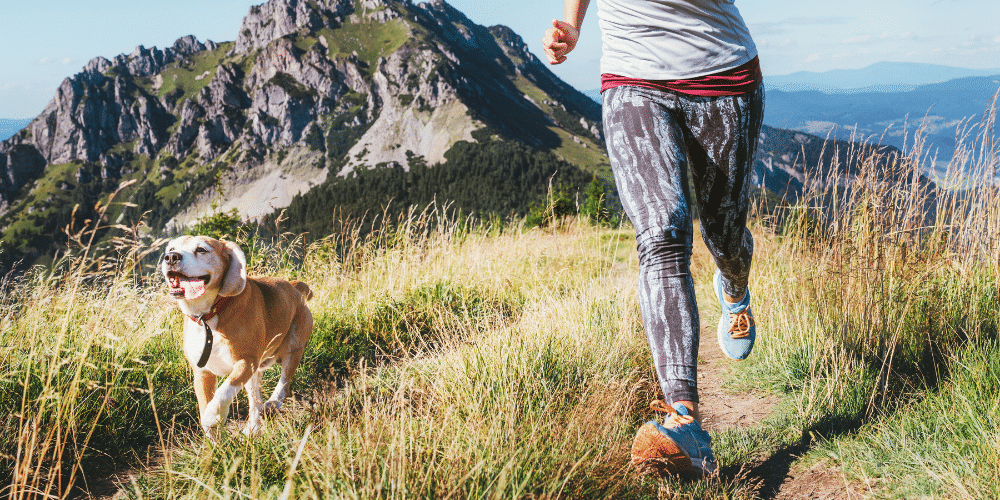 sporting dog - running